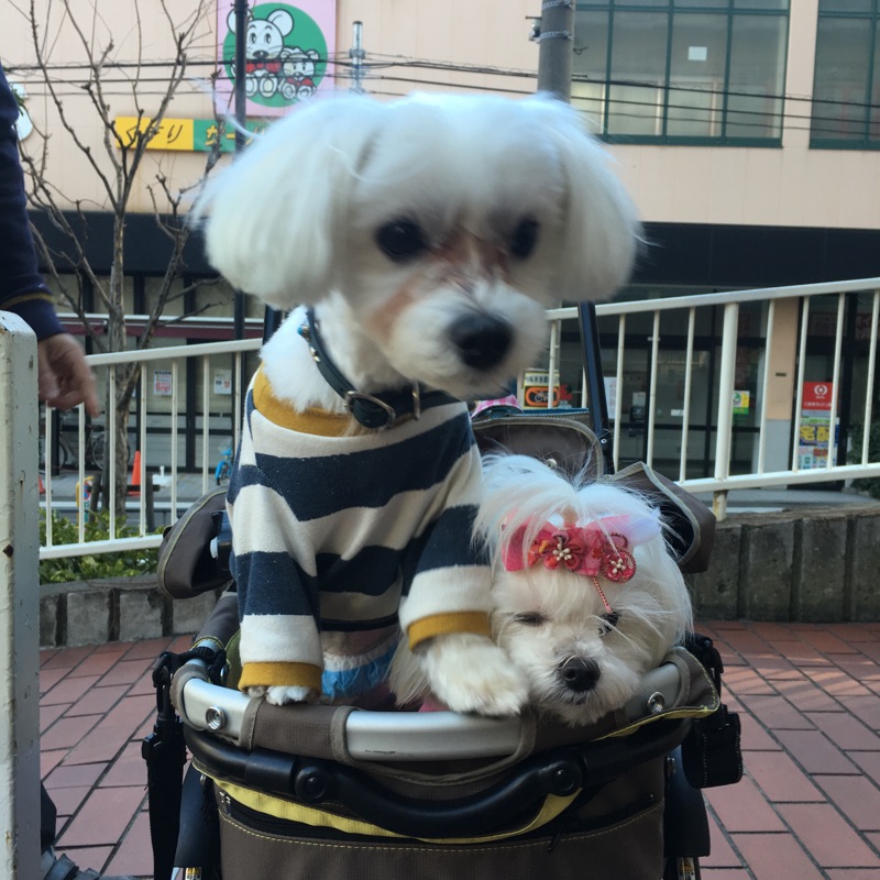 【今日の里帰りワンコ🐶マルチーズのレイヤちゃん💕パグの聆麿くん💕】